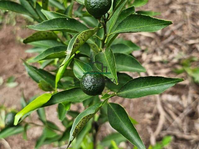 Terreno para Venda em Cotia - 2